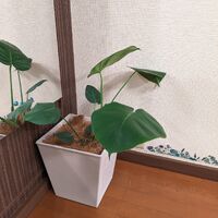 ブログ画像