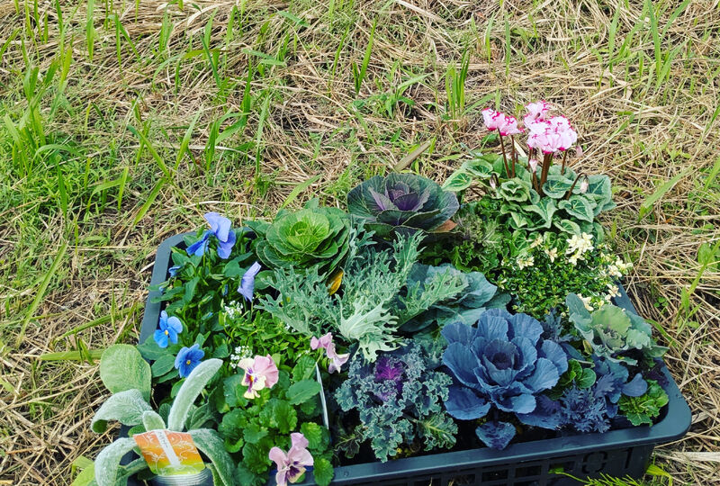 画像21228：秋冬の花壇づくりに向けて、花苗をユーカリが丘の花屋（村山ガー