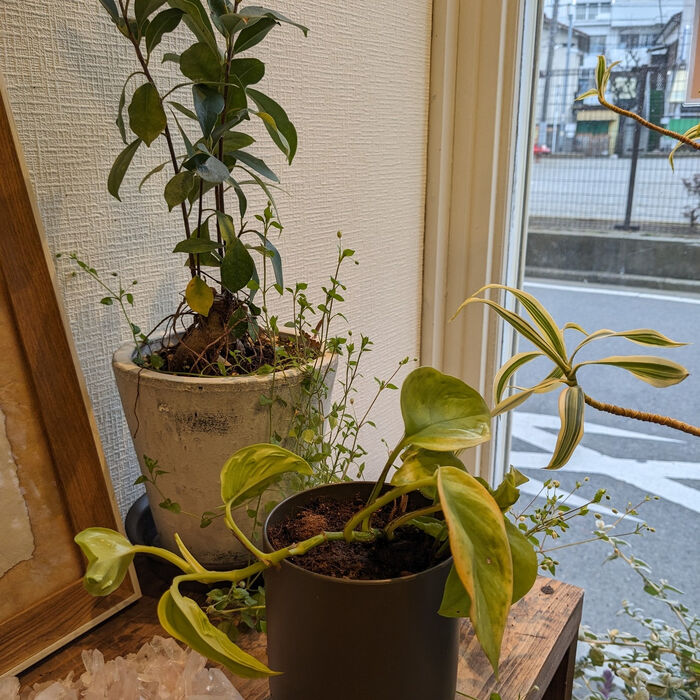 ブログ画像