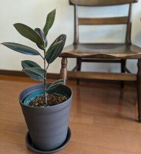 フィカス　観葉植物
